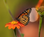 2020 09 13 LongFellowGardens 042